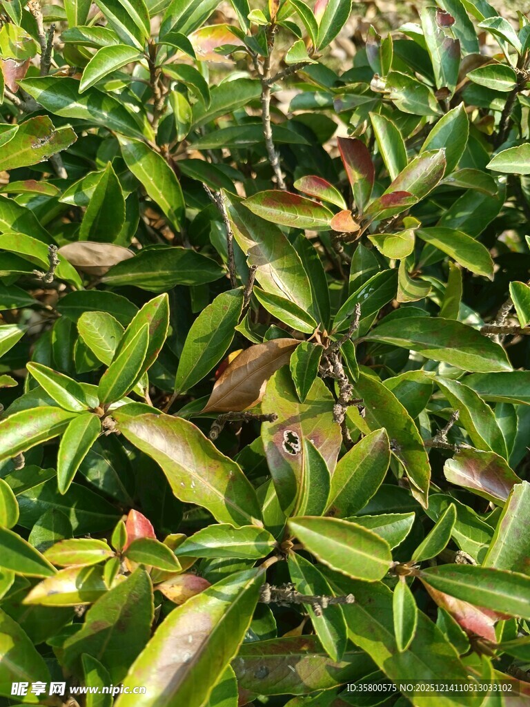 绿叶间带红边的植物