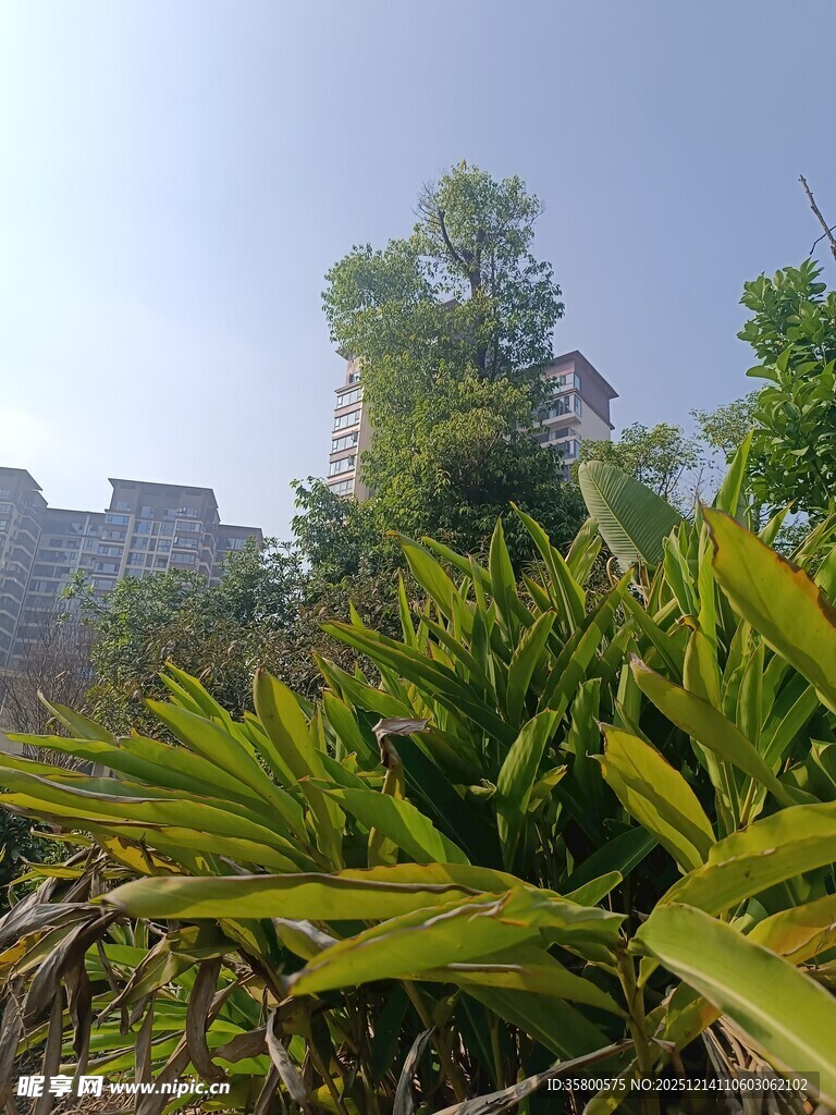 野外翠绿植物与远处建筑