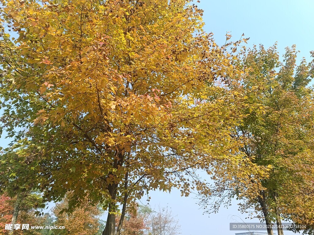 秋日金黄树木风景