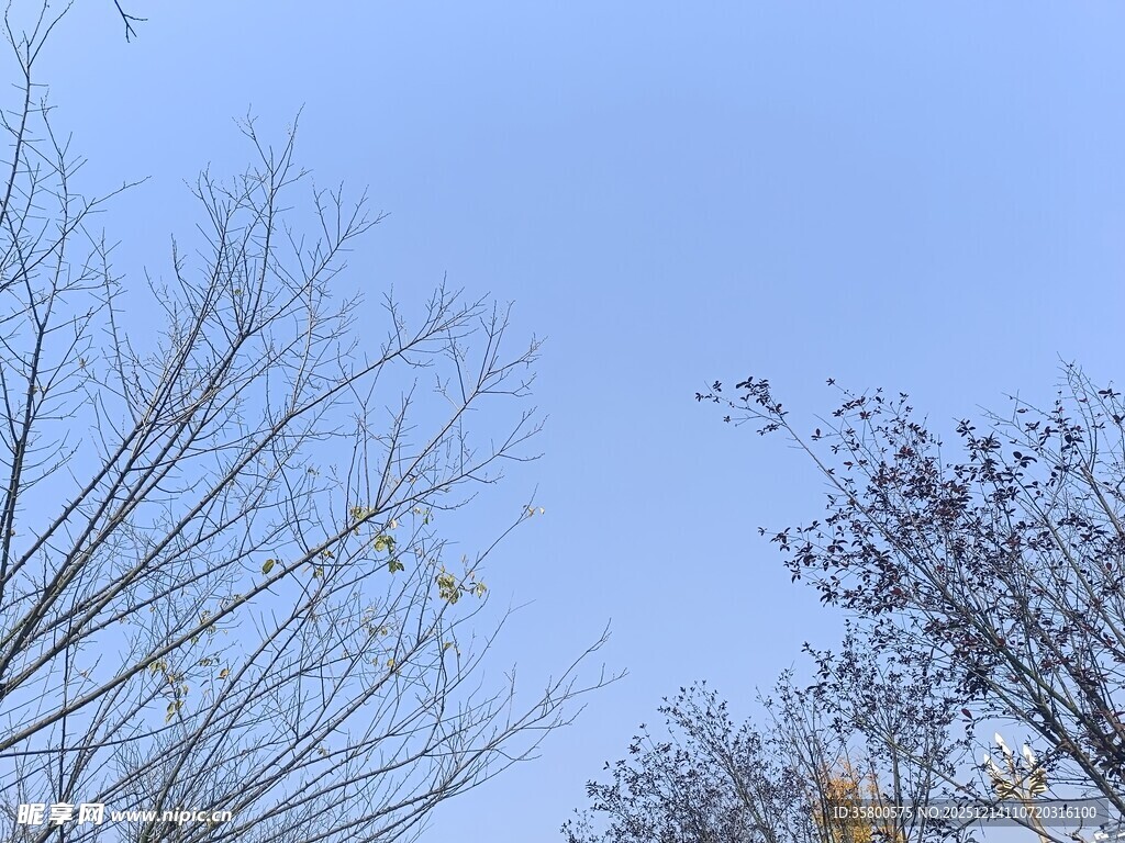 蓝天枯枝景象
