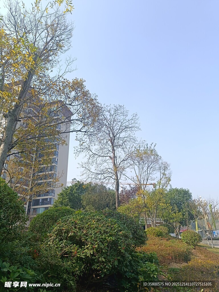 秋日城市中的绿植与建筑