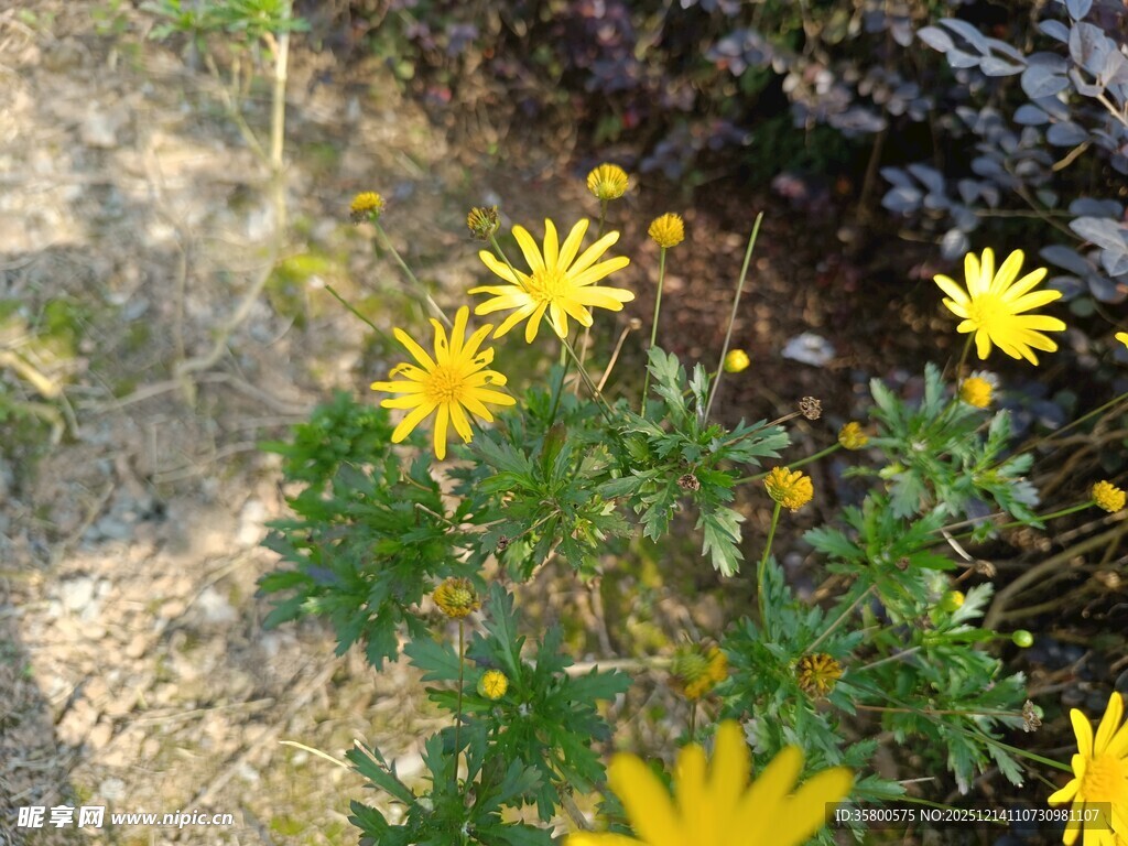 溪边绽放的黄色小花