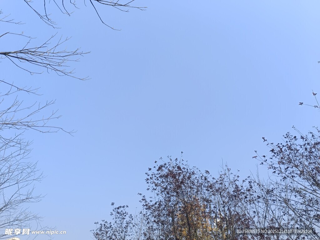 蓝天树枝景象