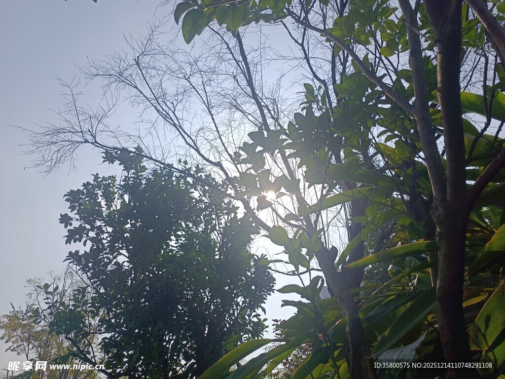 阳光穿透枝叶的自然景象