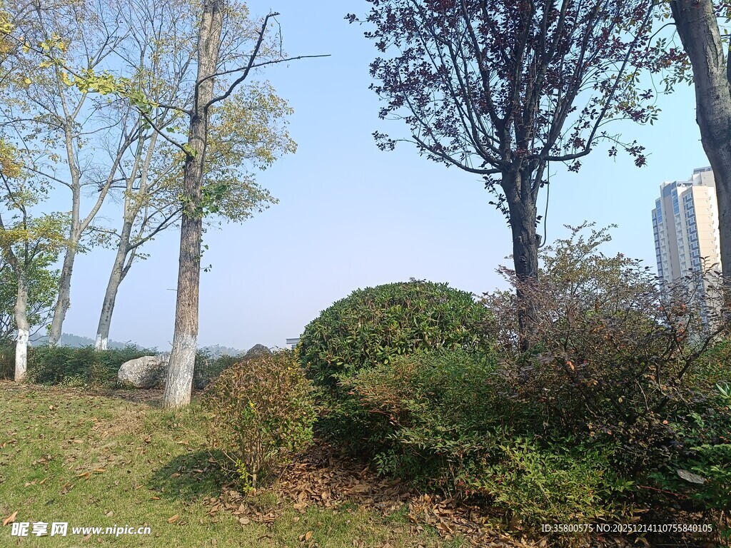 户外清新绿植景观