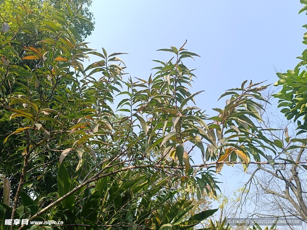 枝叶繁茂的树木景观