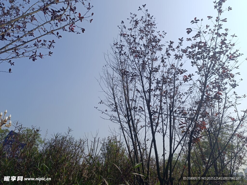 蓝天映衬下的挺拔树木