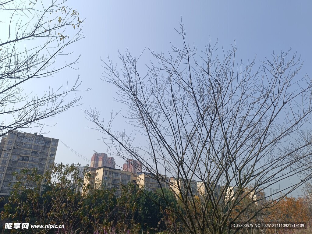 冬日枯树与远处高楼景观
