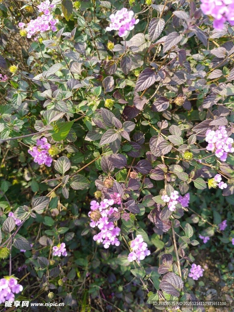 绽放的紫色花卉植物