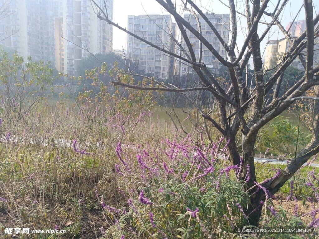 城市边的野花与孤树