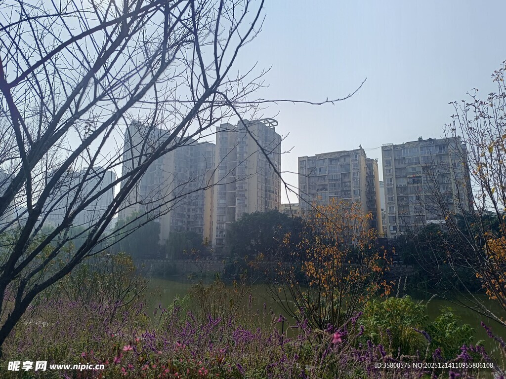 雾中城市与花草景观