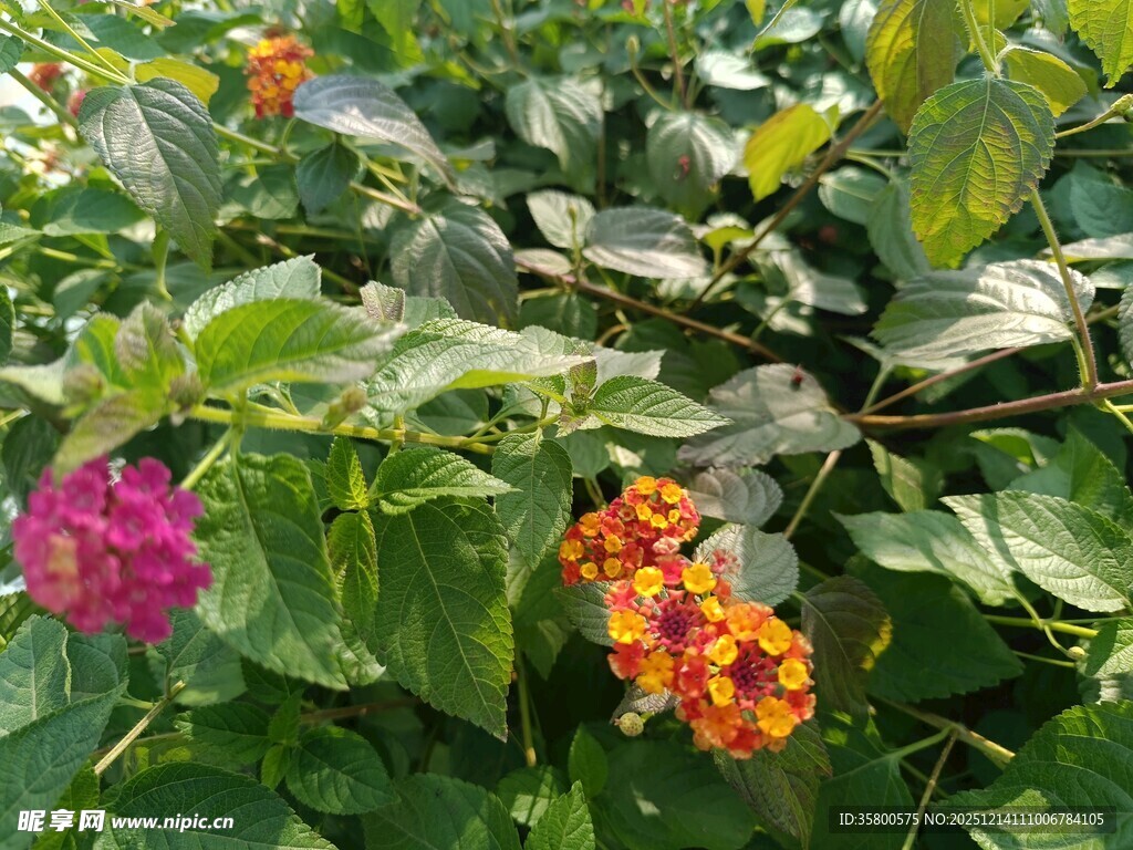 多彩花卉绽放绿叶间