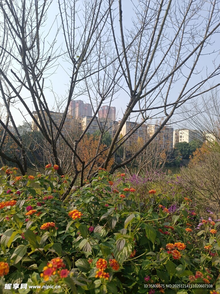 冬日城郊花丛与远处建筑