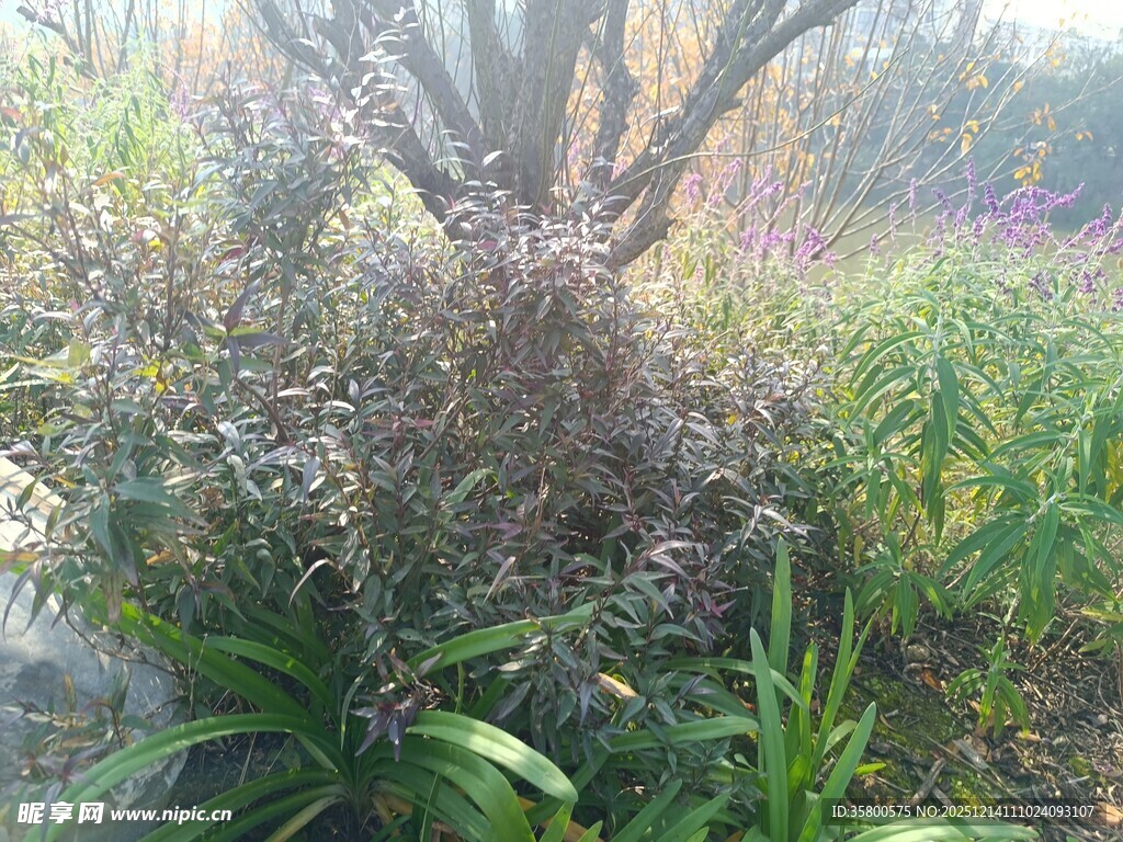 野外繁茂的植物景观