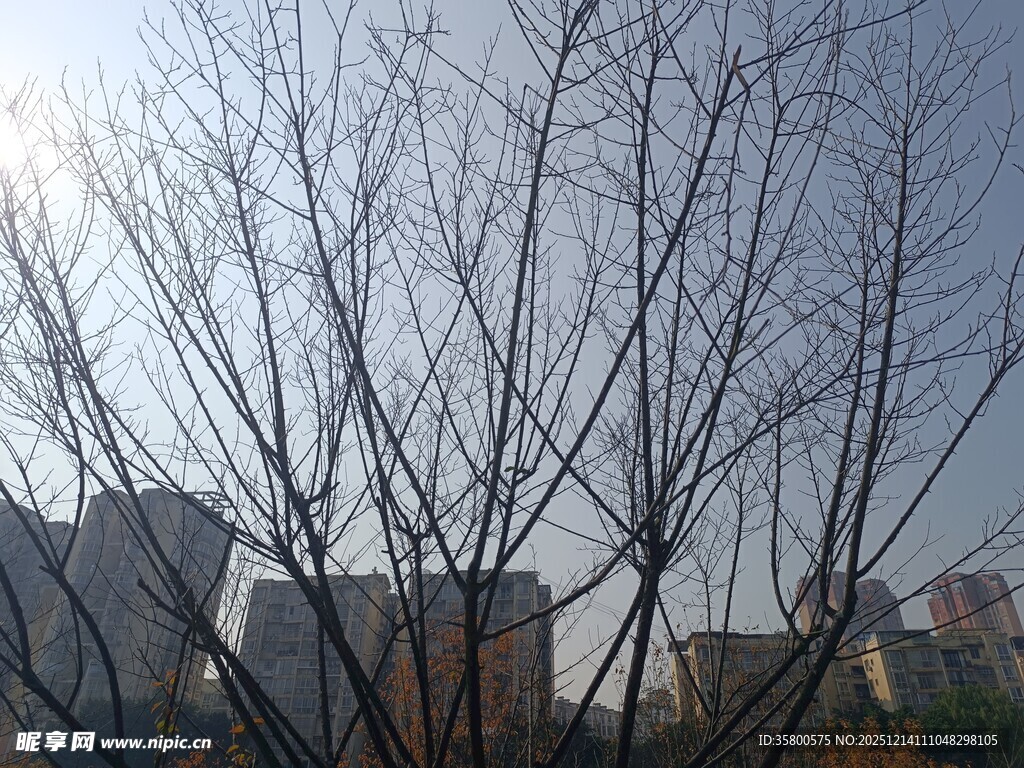 冬日光秃树木与远处建筑