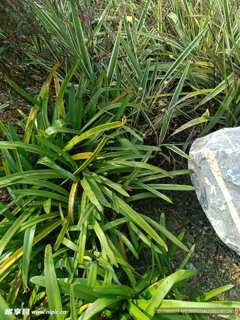 石边翠绿植物景观