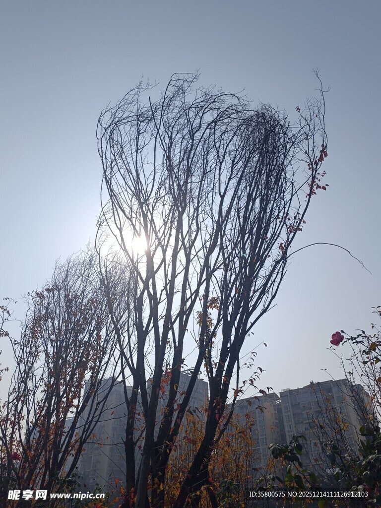 冬日枯树映于晴朗天空