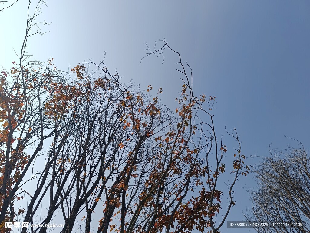 蓝天映衬下的光秃树枝