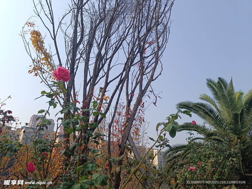 秋日花园中的花草树木