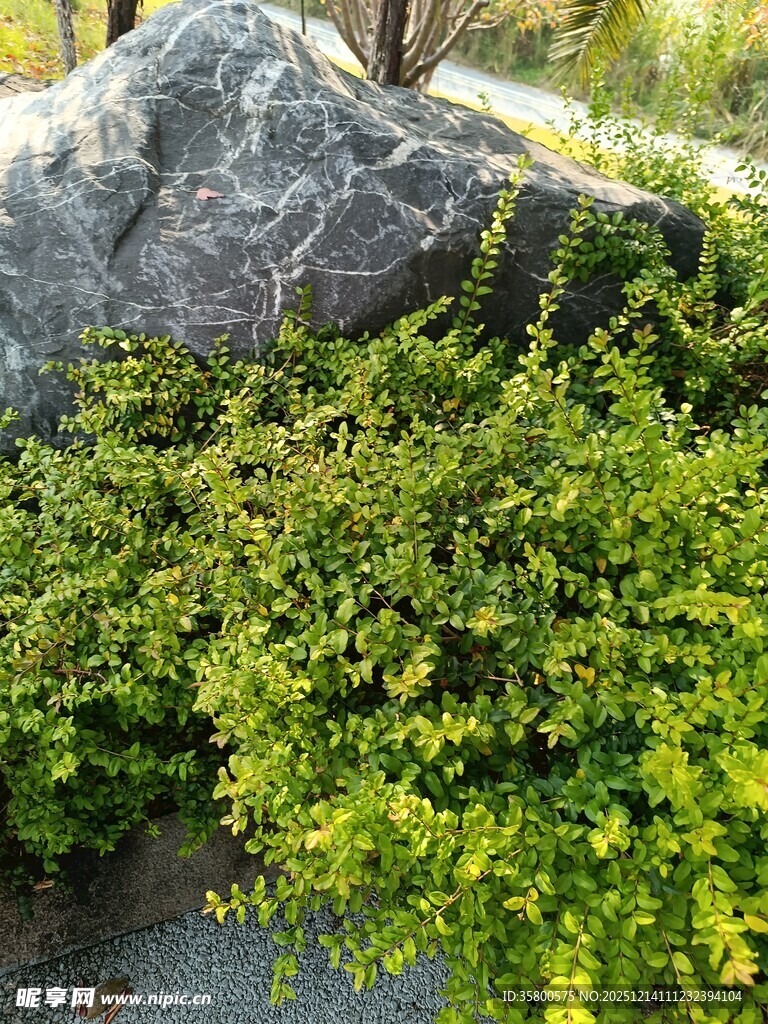 岩石旁的翠绿灌木丛