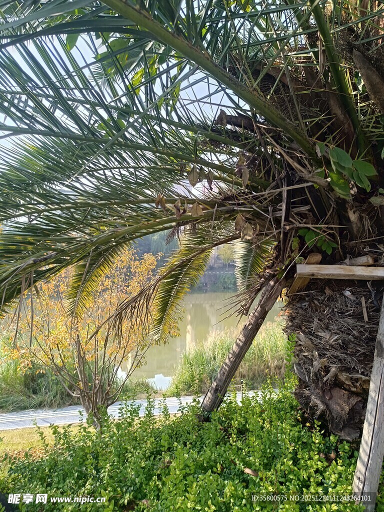 棕榈树下的绿植景观