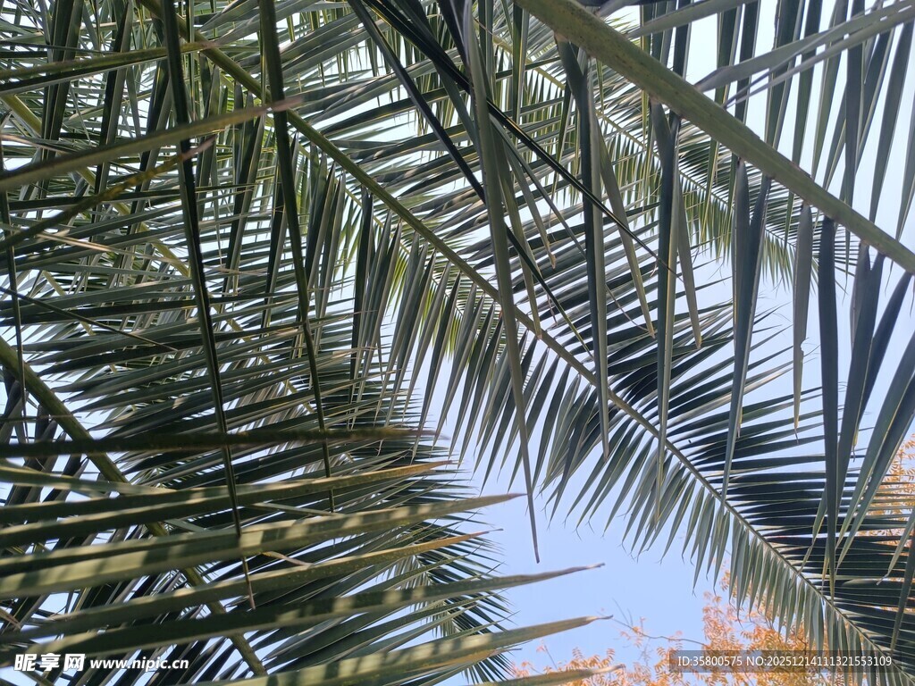 仰视下的棕榈树叶景观