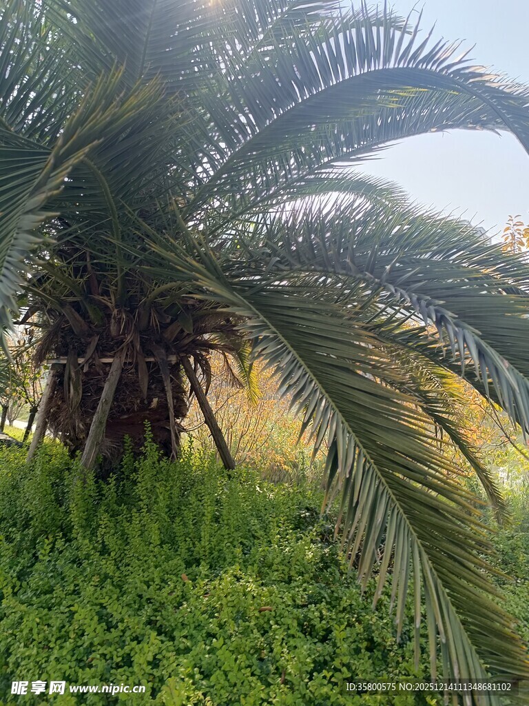 阳光下的铁树与翠绿草地