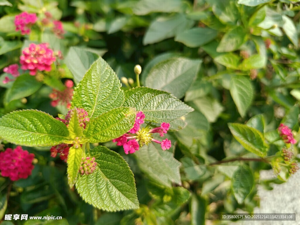 鲜艳多彩的花卉绿植特写