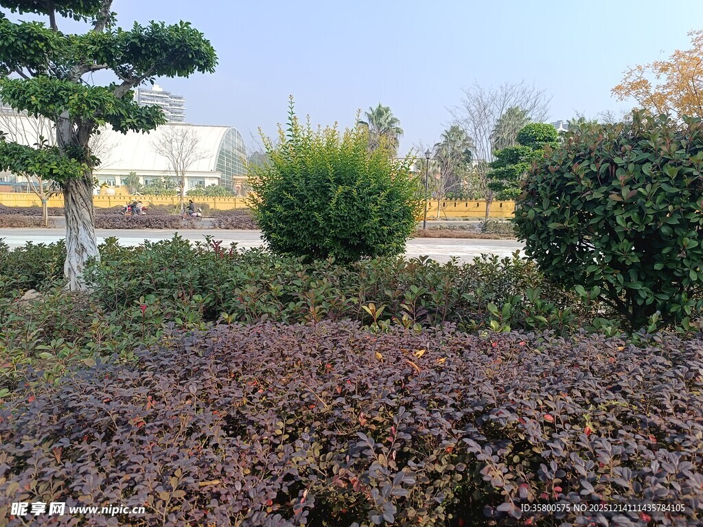 秋日园林景观植物特写