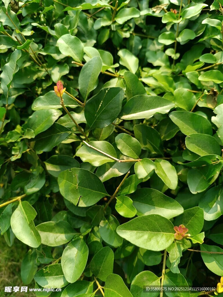 绿叶繁茂的植物景象