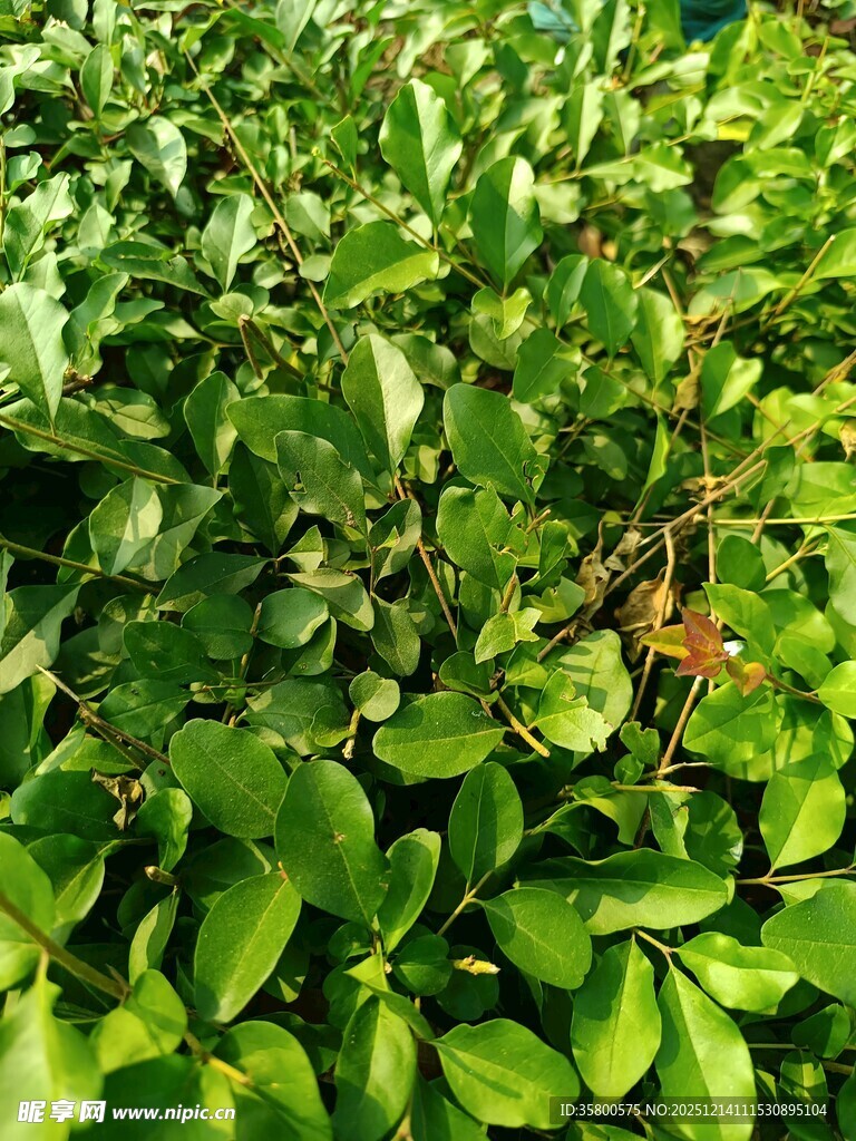 翠绿繁茂的叶片景观