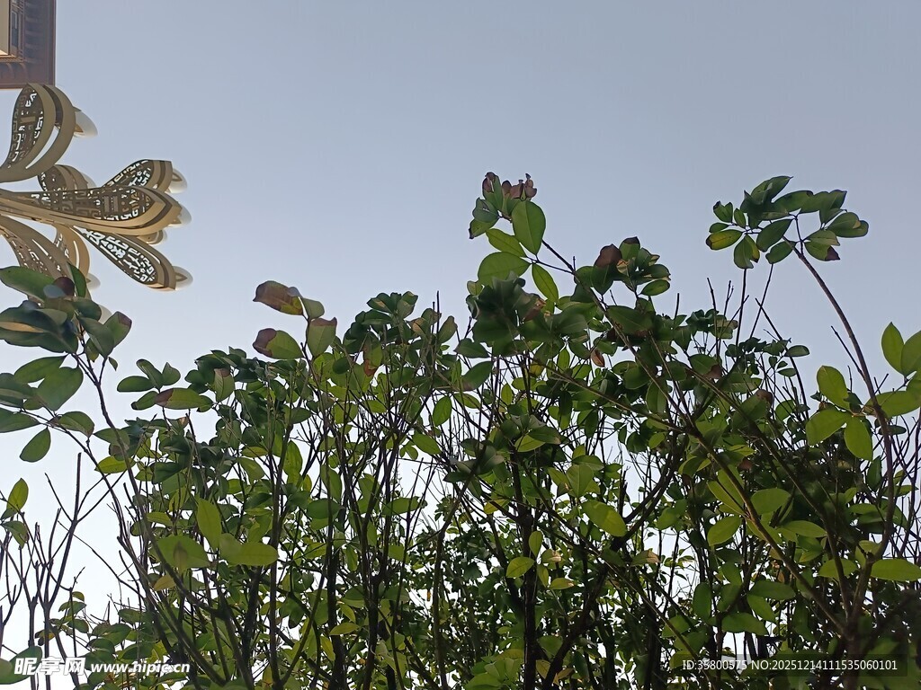 阳光下的繁茂绿植