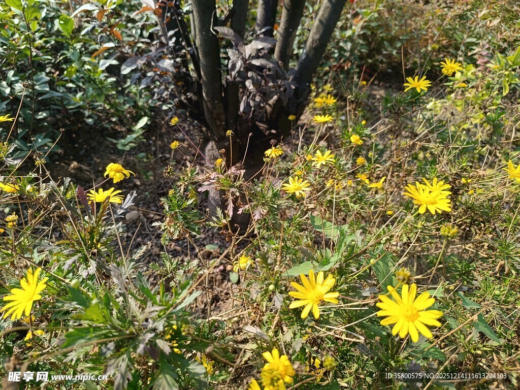 草丛中的黄色小花