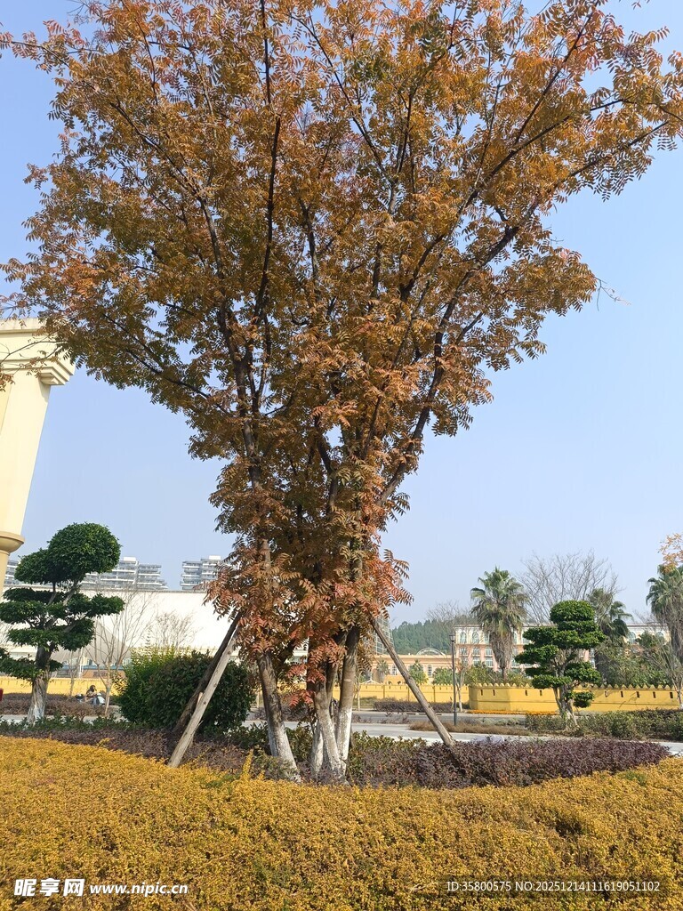 秋日公园中的多彩树木