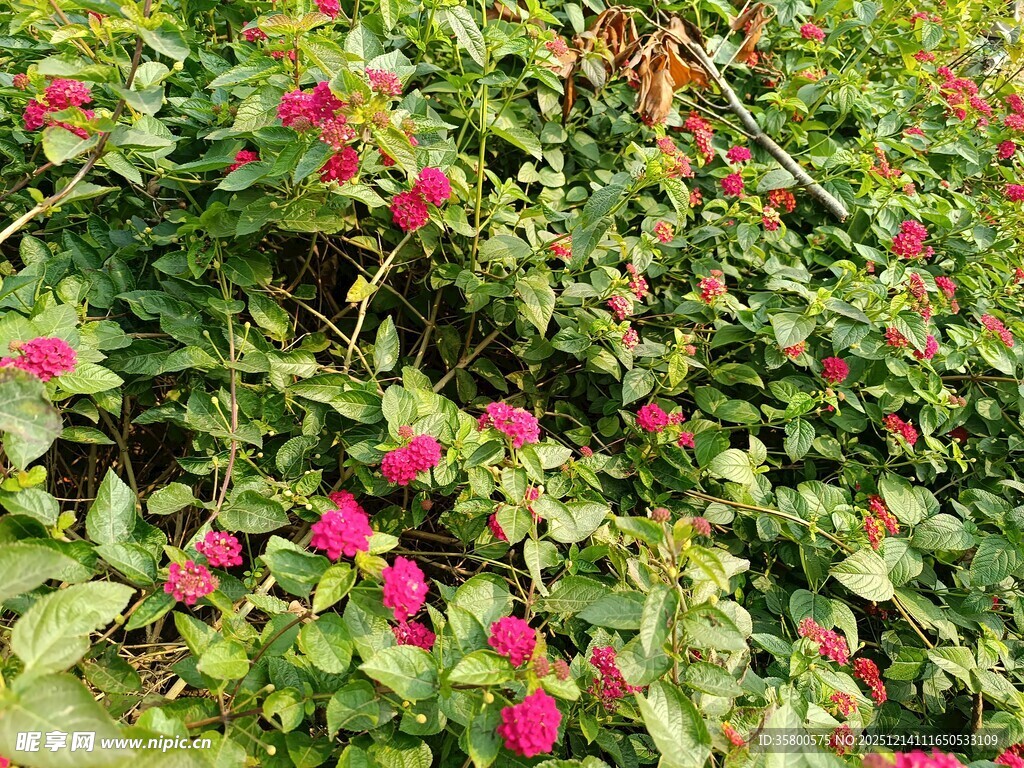 绿叶丛中的娇艳红花