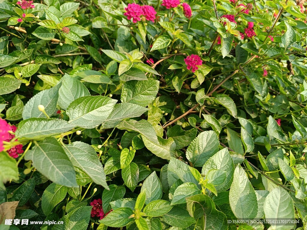 绿叶丛中绽放的娇艳红花