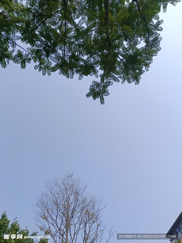 仰视绿树蓝天景致