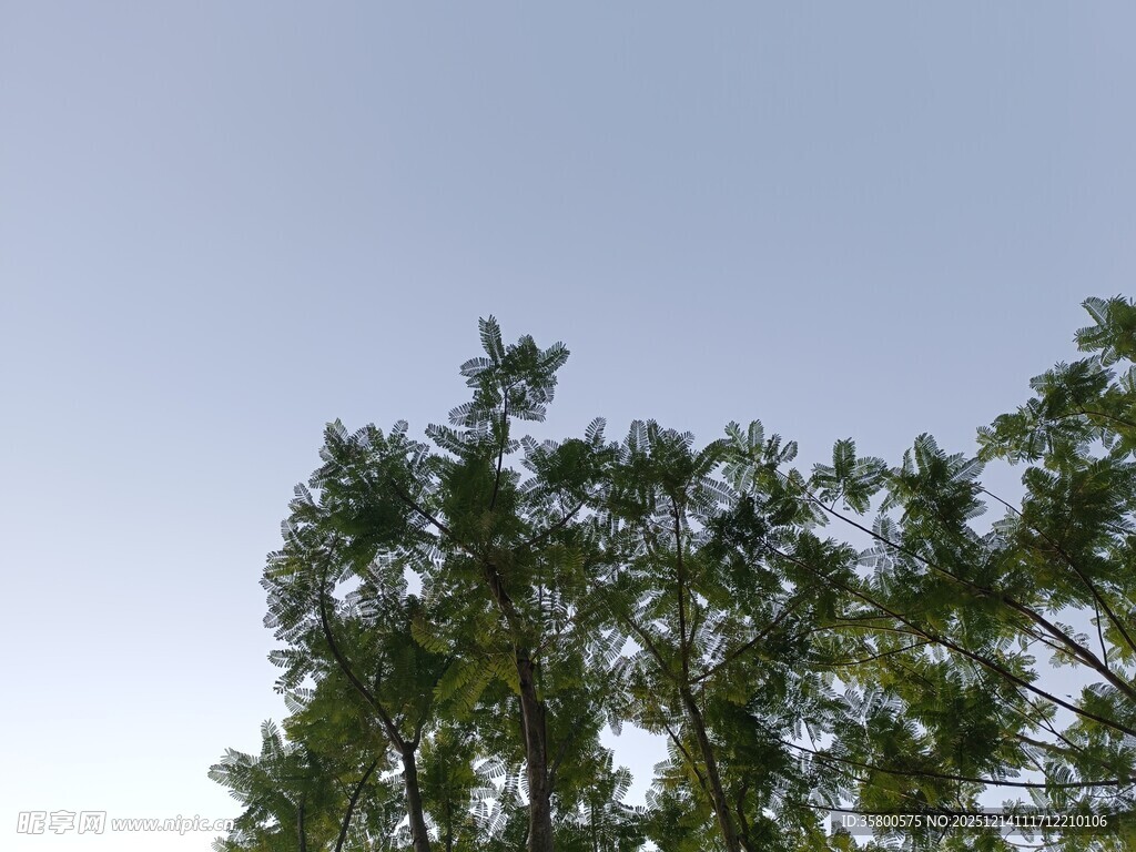仰视树冠与晴朗天空