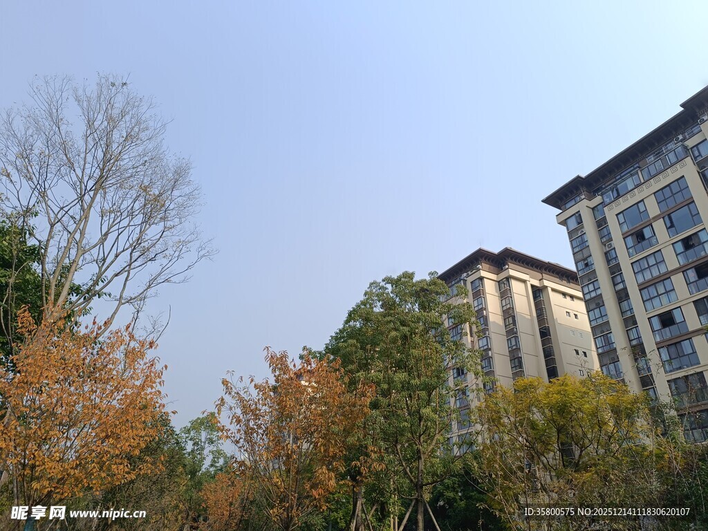 秋日楼前斑斓树木景观