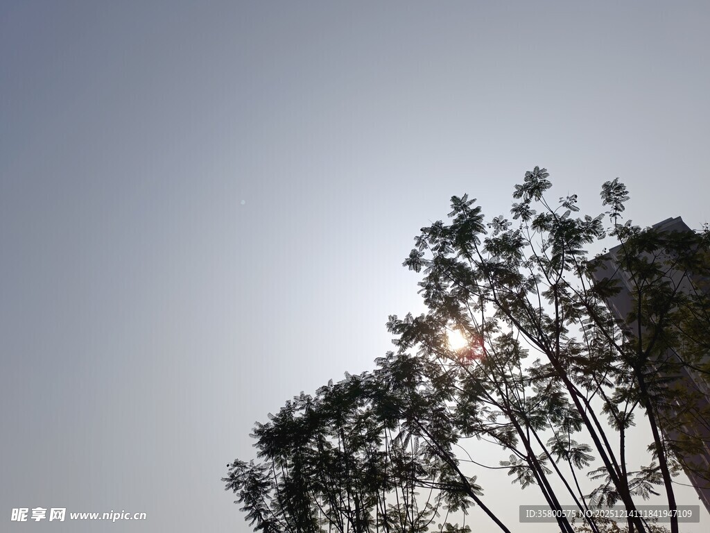 阳光下的树木剪影