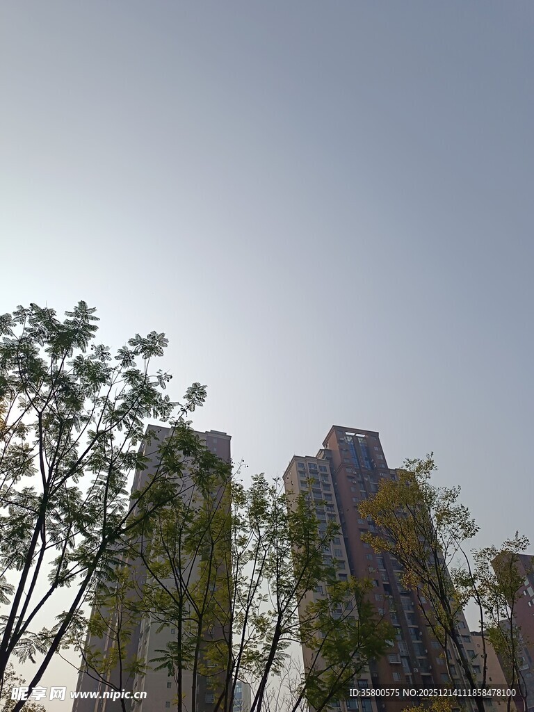 高楼旁的绿树与晴朗天空