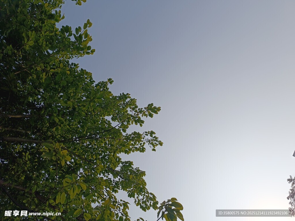 仰视绿树蓝天景象