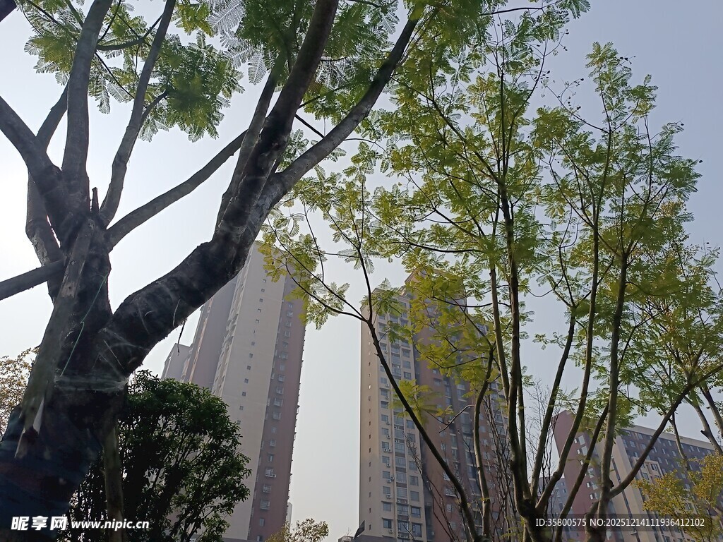 城市中树木与高楼相映