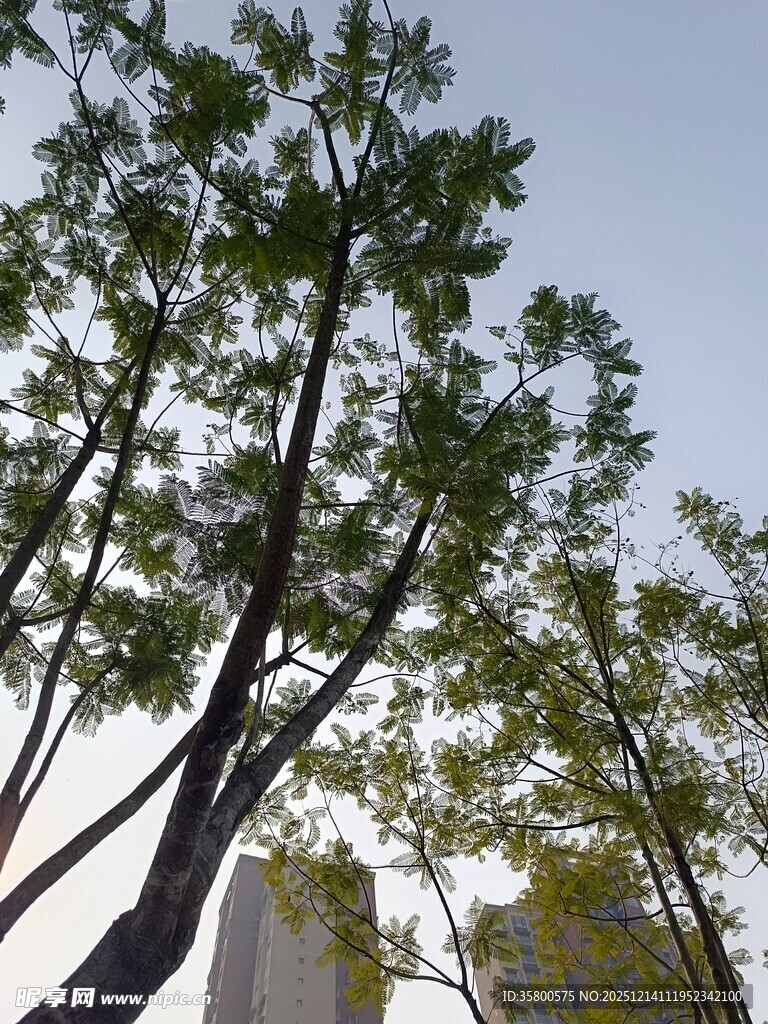 蓝天绿树间的城市景致