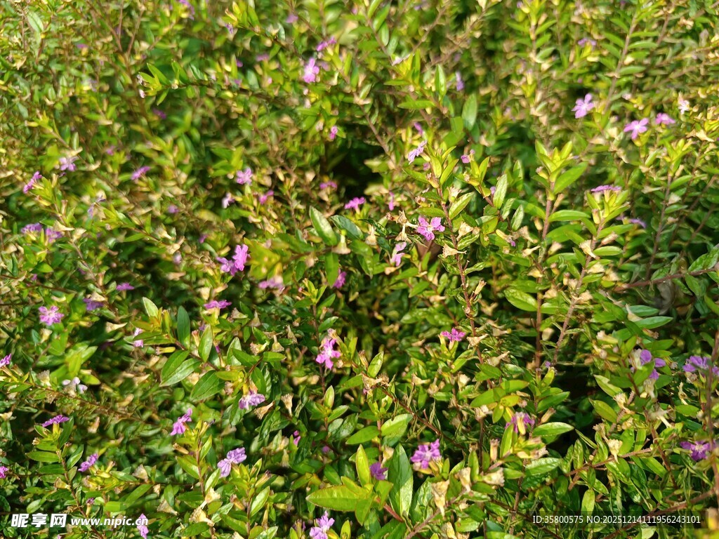绿叶丛中的紫色小花