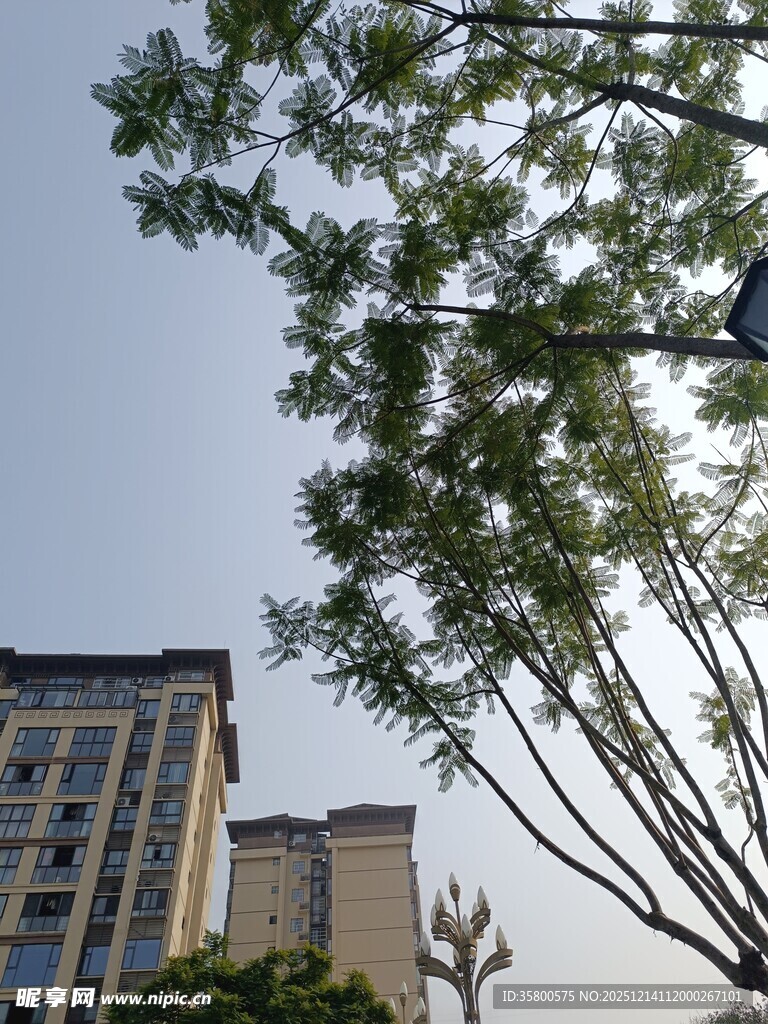 高楼旁的繁茂绿树