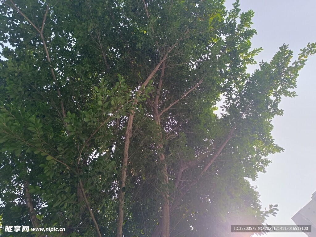 阳光下的葱郁树木