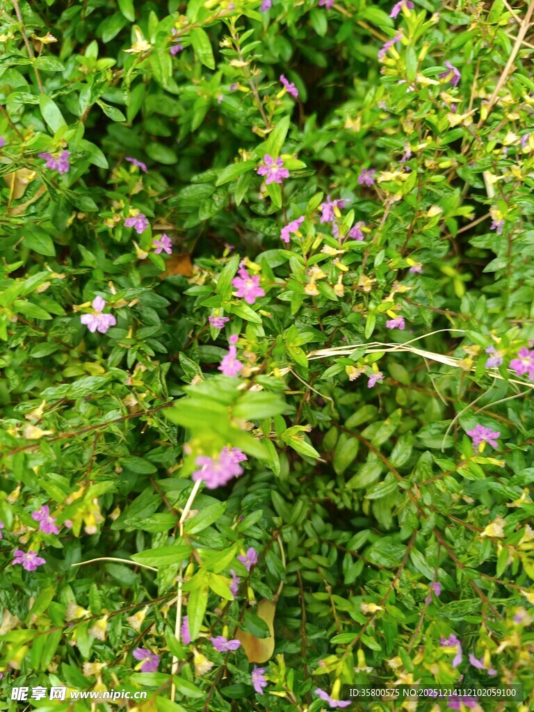 绿叶间绽放的粉色小花