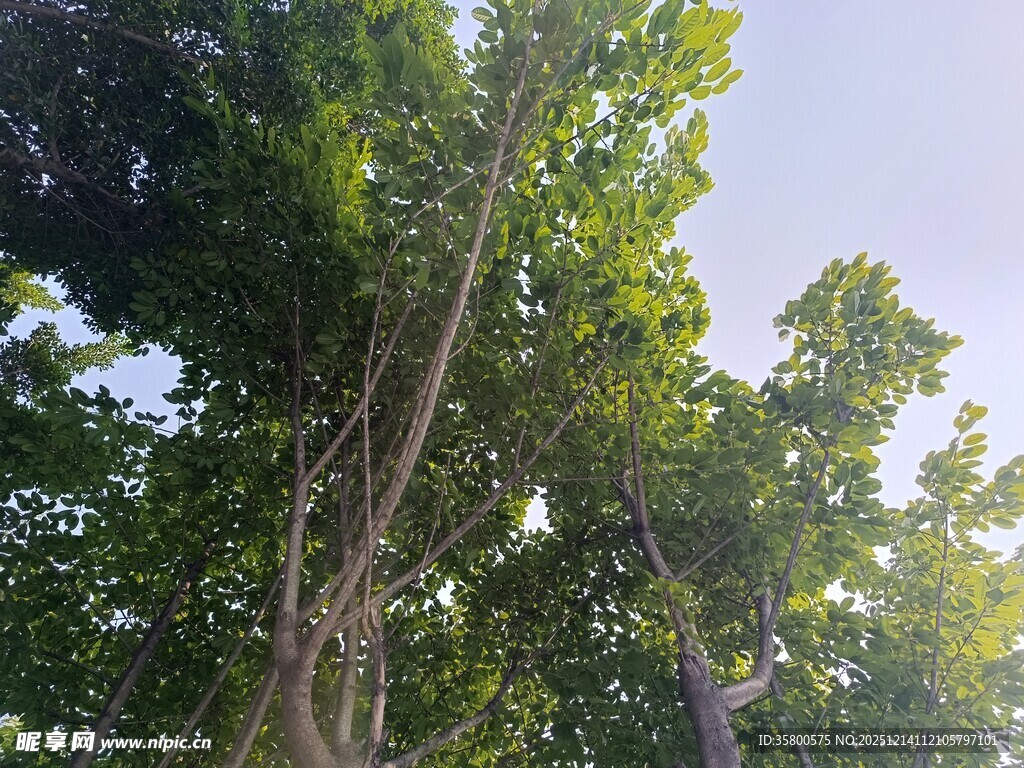 仰视茂密绿树与晴朗天空