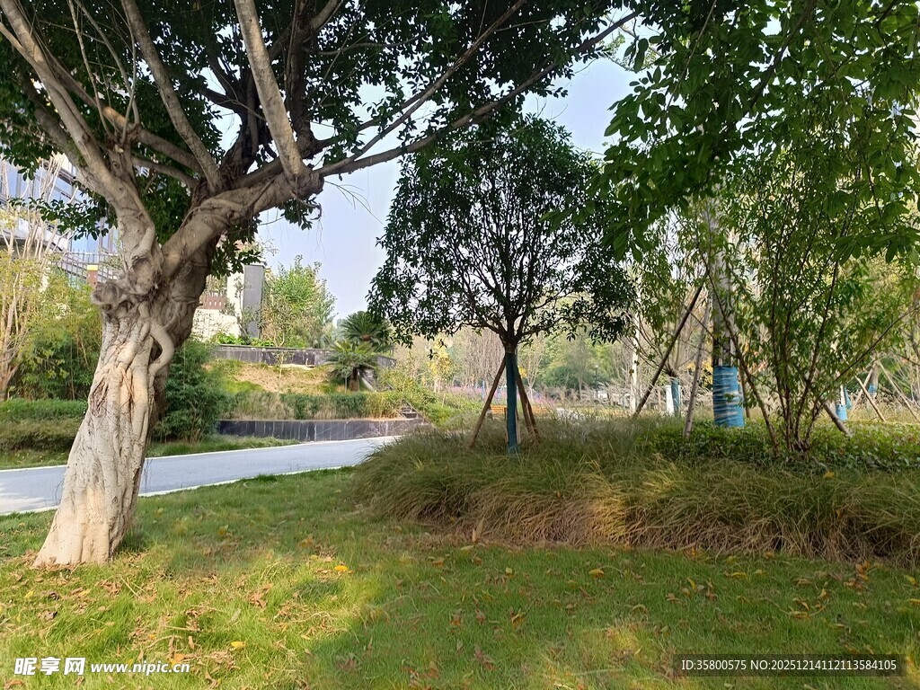 公园绿树成荫的宁静小径